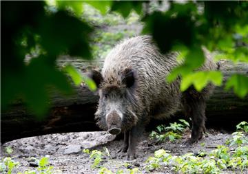  Auf der Suche nach Futter bleiben Wildschweine nicht nur im Wald, sondern wagen sich auch in heimische Gärten vor.