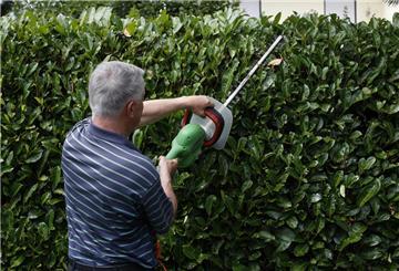 Ein Mann schneidet eine Hecke mit einer Heckenschere.  Der Streit um eine Heckenhöhe führte bis vor das Oberlandesgericht Frankfurt.
