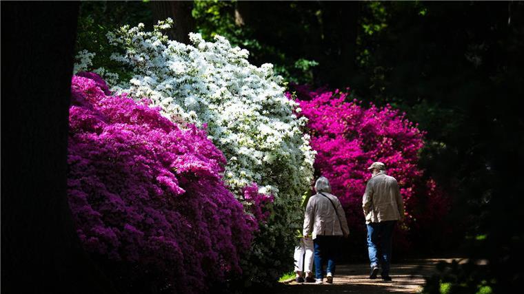  Die frühe Blüte liegt an der langanhaltenden Trockenheit und an den milden Temperaturen.