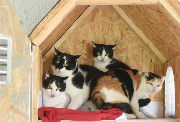 „Crazy Cat Lady“-Klischee: Ist etwas Wahres dran? PRODUKTION - 23.10.2024, Sachsen, Delitzsch: Im Tierheim Delitzsch sitzen sehr scheue Katzen in einem eigens für sie gebauten Katzenhaus mit Tür. Die Samtpfoten stammen von einem Fundtier aus dem Tierheim und warten nun auf eine Vermittlung. Im Tierheim des Tierschutzvereins Delitzsch e.V. müssen sich die Mitarbeiterinnen und Mitarbeiter derzeit um ungewöhnlich viele im Herbst geborene "Stoppelkatzen" kümmern. Von den rund 90 Samtpfoten, die im Tierheim versorgt werden und auf eine Vermittlung