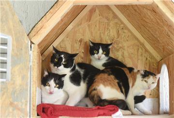 PRODUKTION - 23.10.2024, Sachsen, Delitzsch: Im Tierheim Delitzsch sitzen sehr scheue Katzen in einem eigens für sie gebauten Katzenhaus mit Tür. Die Samtpfoten stammen von einem Fundtier aus dem Tierheim und warten nun auf eine Vermittlung. Im Tierheim des Tierschutzvereins Delitzsch e.V. müssen sich die Mitarbeiterinnen und Mitarbeiter derzeit um ungewöhnlich viele im Herbst geborene "Stoppelkatzen" kümmern. Von den rund 90 Samtpfoten, die im Tierheim versorgt werden und auf eine Vermittlung 