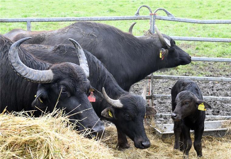 Tierisches Bremerhaven: Niedlicher Büffel-Nachwuchs auf der Luneplate Die Wasserbüffel im größten Naturschutzgebiet des Landes haben Nachwuchs bekommen.
