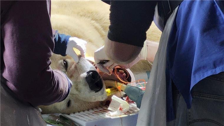 Zahn-Operation bei Eisbärin Milana im Zoo Hannover Ein oberer Backenzahn war bei der Eisbärin gespalten.