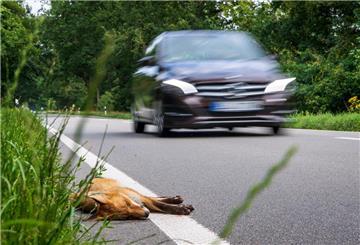  Ein toter junger Fuchs liegt angefahren am Straßenrand.  Jedes Jahr gibt es Hunderttausende Wildunfälle. Nach der Kollision gilt es, schnell und richtig zu handeln.  