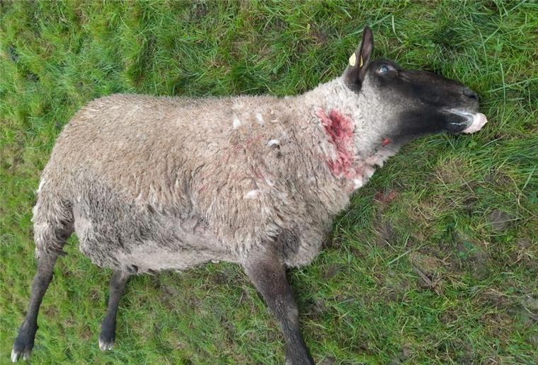 Wolf reißt Schafe an der Kreisgrenze - mehr als 20 tote Tiere? Ein Wolf soll in der Gemeinde Hagen im Bremischen Schafe gerissen haben. Foto: Privat