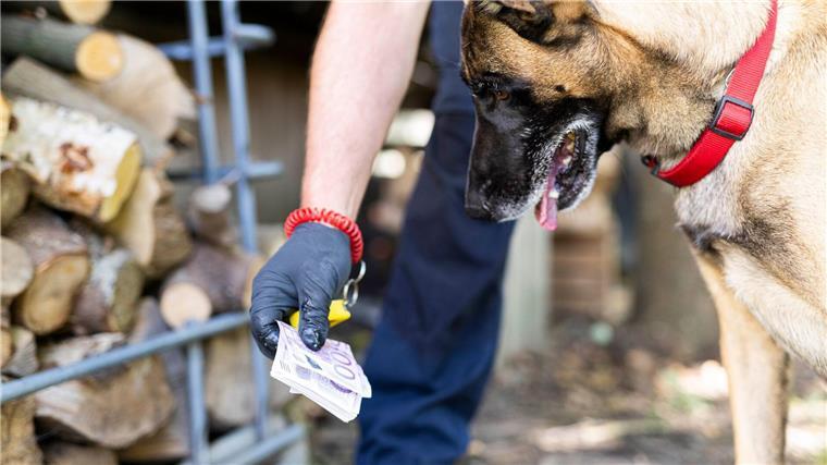 Innenministerium überzeugt von Geldspürhunden Geldspürhunde können druckfrische sowie gebrauchte Geldnoten oder auch hochwertige Fälschungen finden.