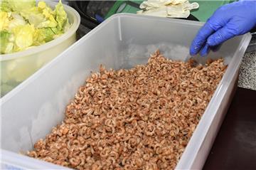 100 Kilogramm Krabben hatten fleißige Hände des Heimatkreises im Vorwege gepult.