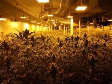 10.000 Cannabis-Pflanzen fanden die Ermittler bei einer Durchsuchung in einem Weltkriegsbunker.