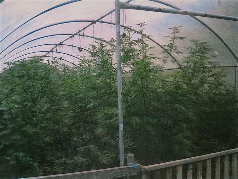 130 Cannabis-Pflanzen sowie Anbauzubehör stellte die Polizei auf einem Hof in Oederquart (Kreis Stade) sicher.