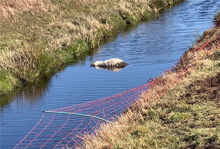 Wolfsriss in Bederkesa: Mehr als 20 Schafe getötet oder verletzt 14 Tiere wurden bei dem Wolfsriss getötet oder mussten durch den Tierarzt eingeschläfert werden.