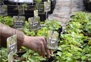 1400 Duftnesseln haben die Mitglieder der Kreislandfrauen bei zwei Gärtnereien bestellt. Nun wurden die Töpfe mit der sogenannten Agastache 'Blue Fortune' an die einzelnen Verbände verteilt. In Schwei konnten die Mitglieder ihr Insektenfutter coronagerecht in einem Drive-in abholen. Foto: Teichmann