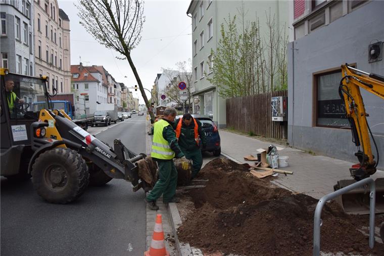 Bremerhaven: Neues Grün für die Rickmersstraße 15 Hainbuchen sind in der Rickmersstraße in Bremerhaven-Lehe neu gepflanzt worden.