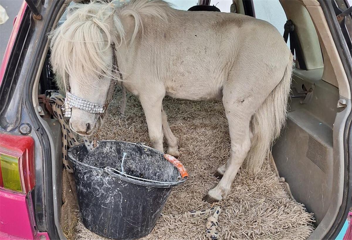 150-Kilo-Ladung: Frau kutschiert Pony wie Gepäck