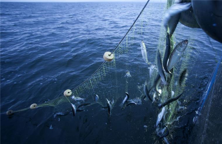 Bremerhaven: Dieser beliebte Fisch wird 2019 teurer 2019 dürfen 40 Prozent weniger Heringe inaus der Nordsee gefischt werden. Die Veröffentlichung der Quoten sehen befragte Betriebe im Fischereihafen von Bremerhaven aber gelassen.