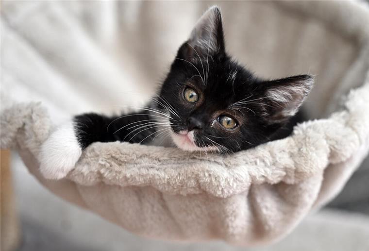 Zoofachhändler: Katze bleibt weiterhin das beliebteste Haustier Eine junge Katze