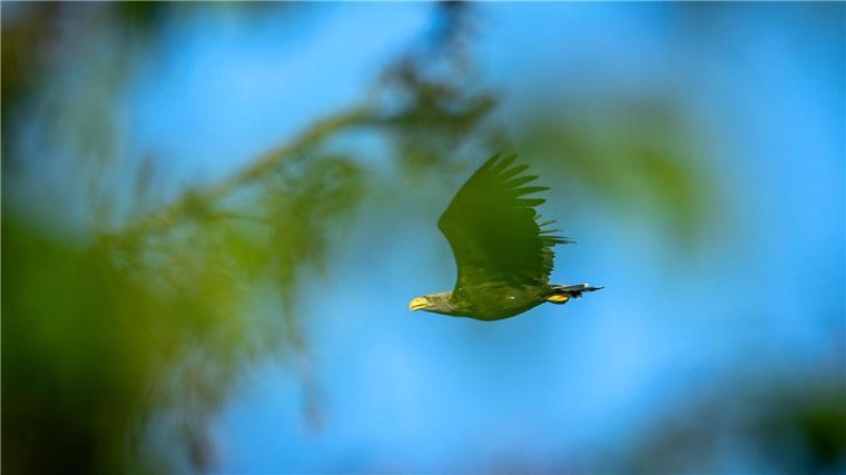 Immer mehr Seeadler in Niedersachsen 2023 brüteten 65 Paare erfolgreich.