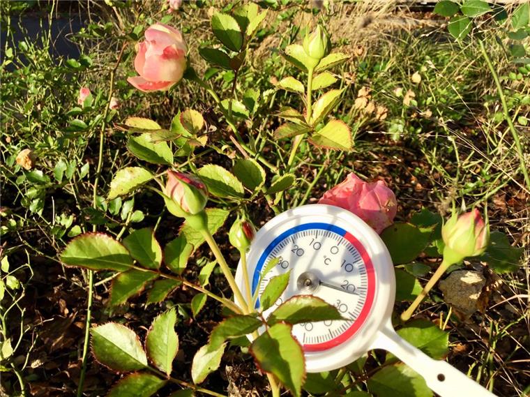 Kurz vor Weihnachten: Sonne und Frühlingsgefühle in Bremerhaven Ein Thermometer liegt in einem Gebüsch samt Rosen.