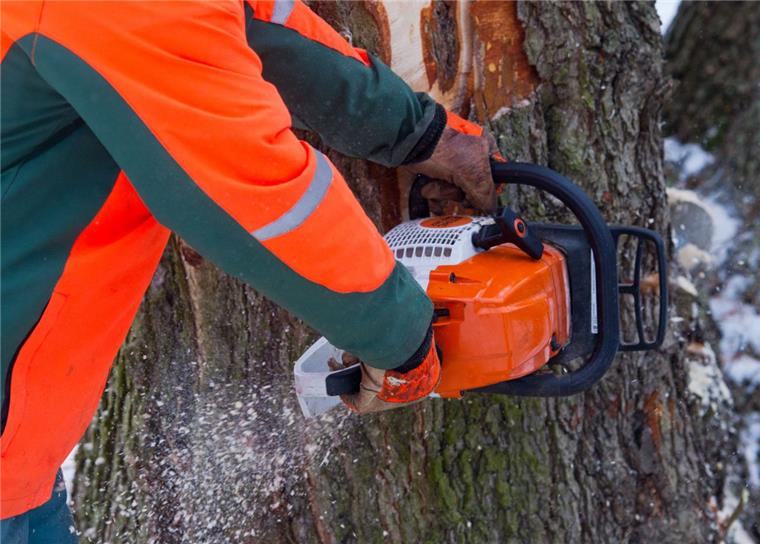 Gnarrenburg: Unbekannte fällen illegal 23 Bäume 23 Bäume wurden in der Nähe von Gnarrenburg illegal gefällt.