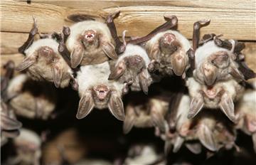 25 Fledermausarten gibt es in Deutschland, 19 davon leben in Niedersachsen. Lange Zeit galt die schutzbedürftige Fledermaus als Schreckensgestalt der Dunkelheit. Inzwischen haben viele Menschen Gefallen an den vermeintlichen Vampiren gefunden.