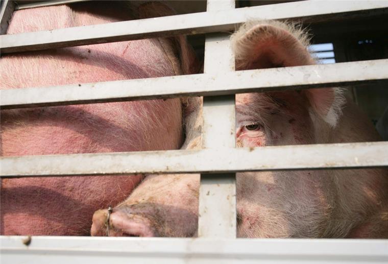 Schweinelaster kippt in Kurve um - 30 Tiere verenden Ein Schwein sieht zwischen Gitterstäben hindurch.