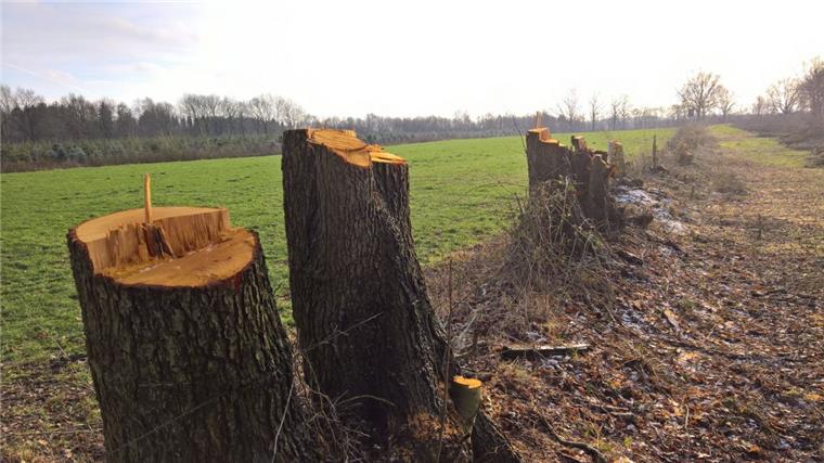 Geschützte Bäume in Hagen gefällt: Ermittlungen laufen 300 Meter Wallhecke wurden in der Nähe des Hagener Königsmoors abgesägt.