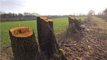 300 Meter Wallhecke wurden in der Nähe des Hagener Königsmoors abgesägt.