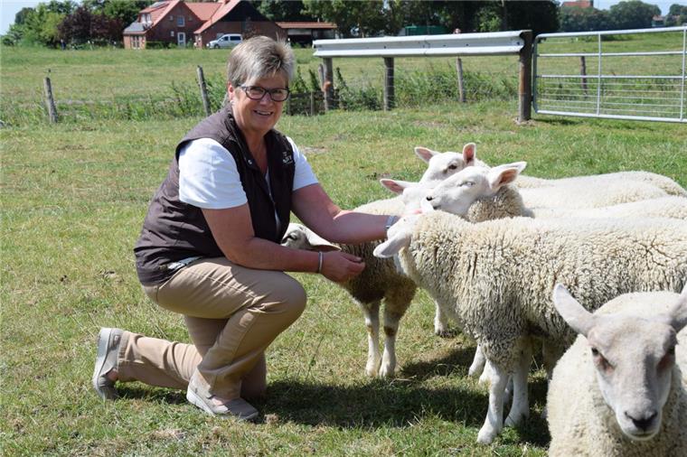 Wesermarsch: Die Wolle von Deichschafen ist kaum noch etwas wert 500 Mutterschafe gehören zur Deichschäferei Feldhausen, die Anke Plümer und ihr Mann betreiben. Die Texelschafe sind robust und halten Wind und Wetter stand. Ihre Wolle ist dafür aber kratzig.