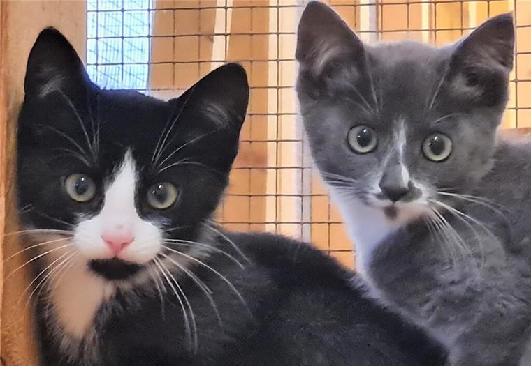 54 Katzenbabys warten im Tierasyl „Heimatlos“ auf liebe Menschen, die sie aufnehmen.