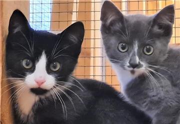 54 Katzenbabys warten im Tierasyl „Heimatlos“ auf liebe Menschen, die sie aufnehmen.