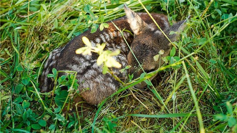 67 Drohnen zur Rehkitz-Rettung in Niedersachsen gefördert 67 Drohnen wurden für die Rettung von Rehkitzen und anderen Wildtieren in Niedersachsen in diesem Jahr gefördert. (Symbolbild)