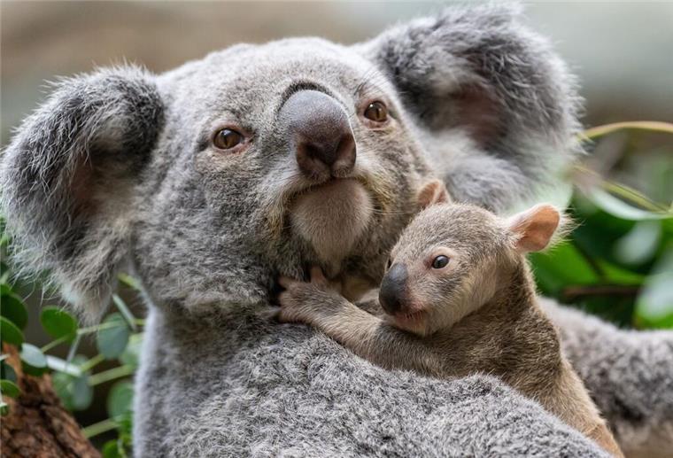 Tiermassaker! 700 Koalas auf Befehl abgeschossen Ein Koala mit Baby.
