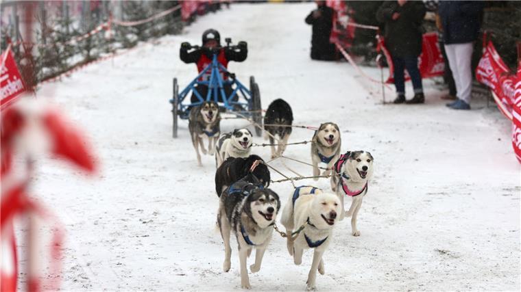 Schlittenhunde im Harz unterwegs 86 Starter nahmen am Schlittenhunderennen teil.