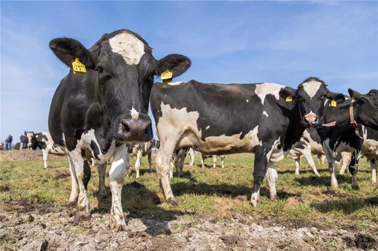 Mehrere Vorfälle: Unbekannte lassen 90 Kühe aus dem Stall 90 Kühe wurden am Sonnabend in Ottersberg und am Sonntag in Westerwalsede von Unbekannten freigelassen.