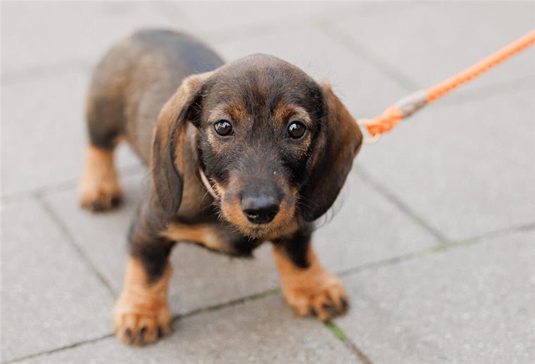 Hundehalter im Land Bremen aufgepasst! Ab heute müssen eure Vierbeiner an die Leine Ab 15. März gilt im Land Bremen die Anleinpflicht.