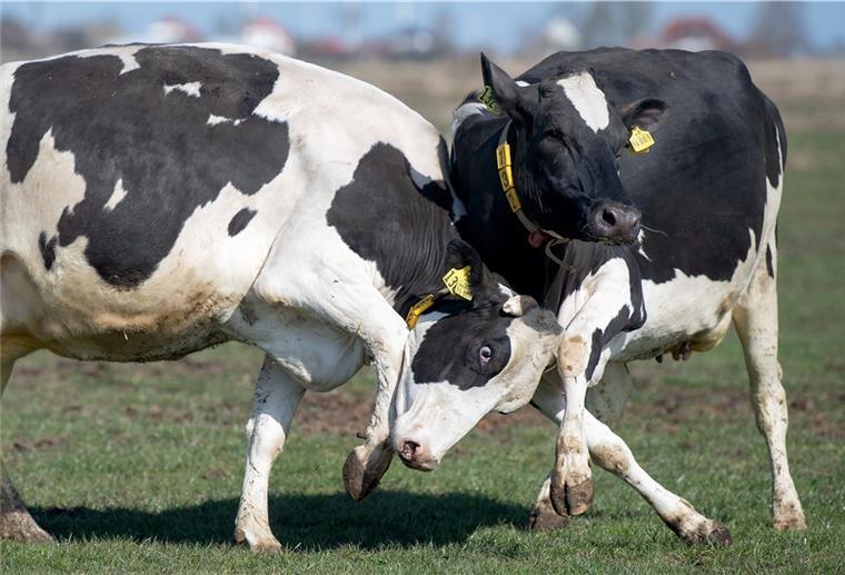 Kühe in Brake: Im Galopp vom Stall auf die Weide Ab auf die Weide: Die Winter- und Stallzeit gehen für rund 200 Kühe auf dem Hof der Familie Holthusen zu Ende.