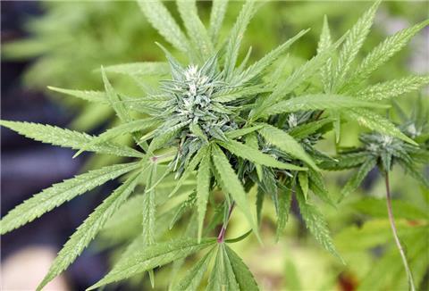 Eine Cannabispflanze