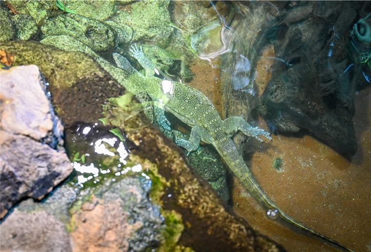 Riesenechse bevölkert jetzt „Kamerun“ im Klimahaus Ab ins Wasser: Im Klimahaus Bremerhaven wurde der erste Waran in sein neues Terrarium entlassen.