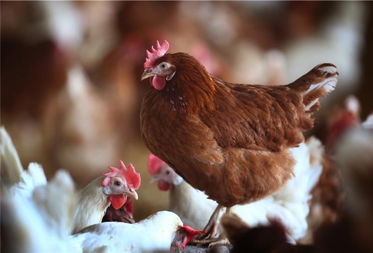 Vogelgrippe: Geflügel muss in den Stall Ab Mittwoch müssen Hühner in den Stall.