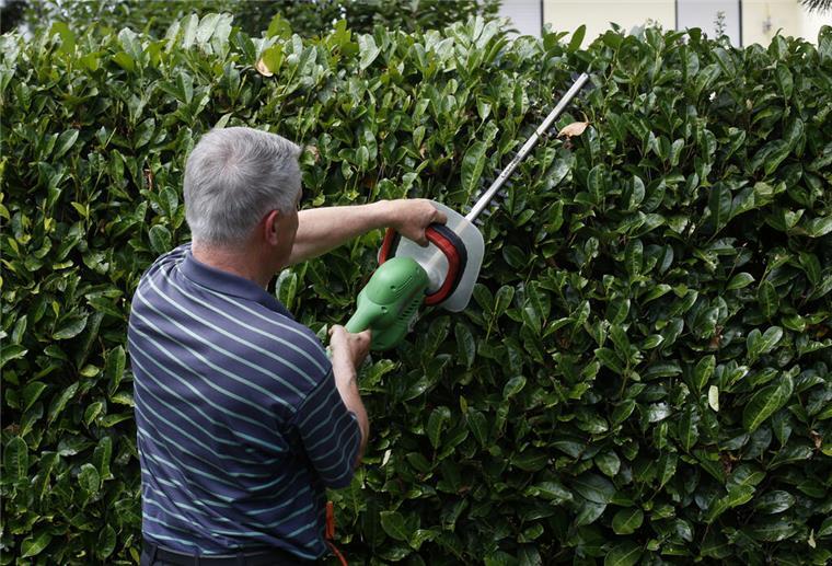 Hobbygärtner aufgepasst! Ab Oktober endet ein wichtiges Verbot Ein Mann schneidet die Hecke.