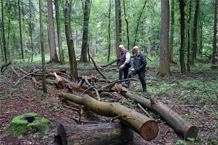 Abgestorbene Bäume im Wald: Nicht nur die Trockenheit, sondern auch andere Faktoren bereiten den Förstern in Zeven Sorgen.
