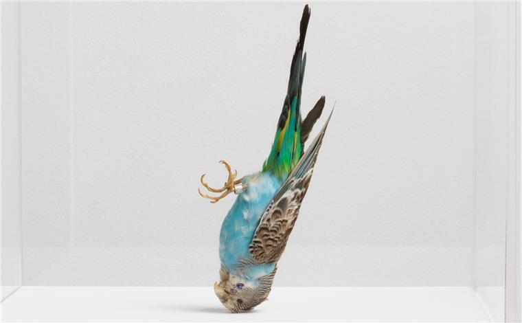 Die Weserburg krempelt die Sammlung um: Ausstellung bietet hohen Schauwert Abgestürzt ist der Wellensittich von Via Lewandowsky. Ist „Hansi Goes Down“ ein Sinnbild für den Zustand der Welt?