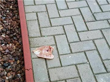 Abgetrennte Schweineohren- und Füße haben Unbekannte auf das Geländer der Fatih-Moschee geworfen.