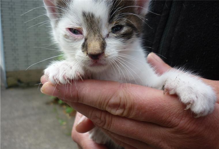 In Brake acht Katzenwelpen ausgesetzt Acht solcher kleinen Katzenbabys konnten gerettet werden.