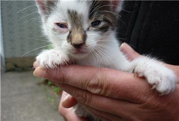 Acht solcher kleinen Katzenbabys konnten gerettet werden.