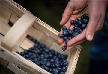 ARCHIV - Eine Frau erntet Heidelbeeren auf einem Feld. Foto: Sina Schuldt/dpa