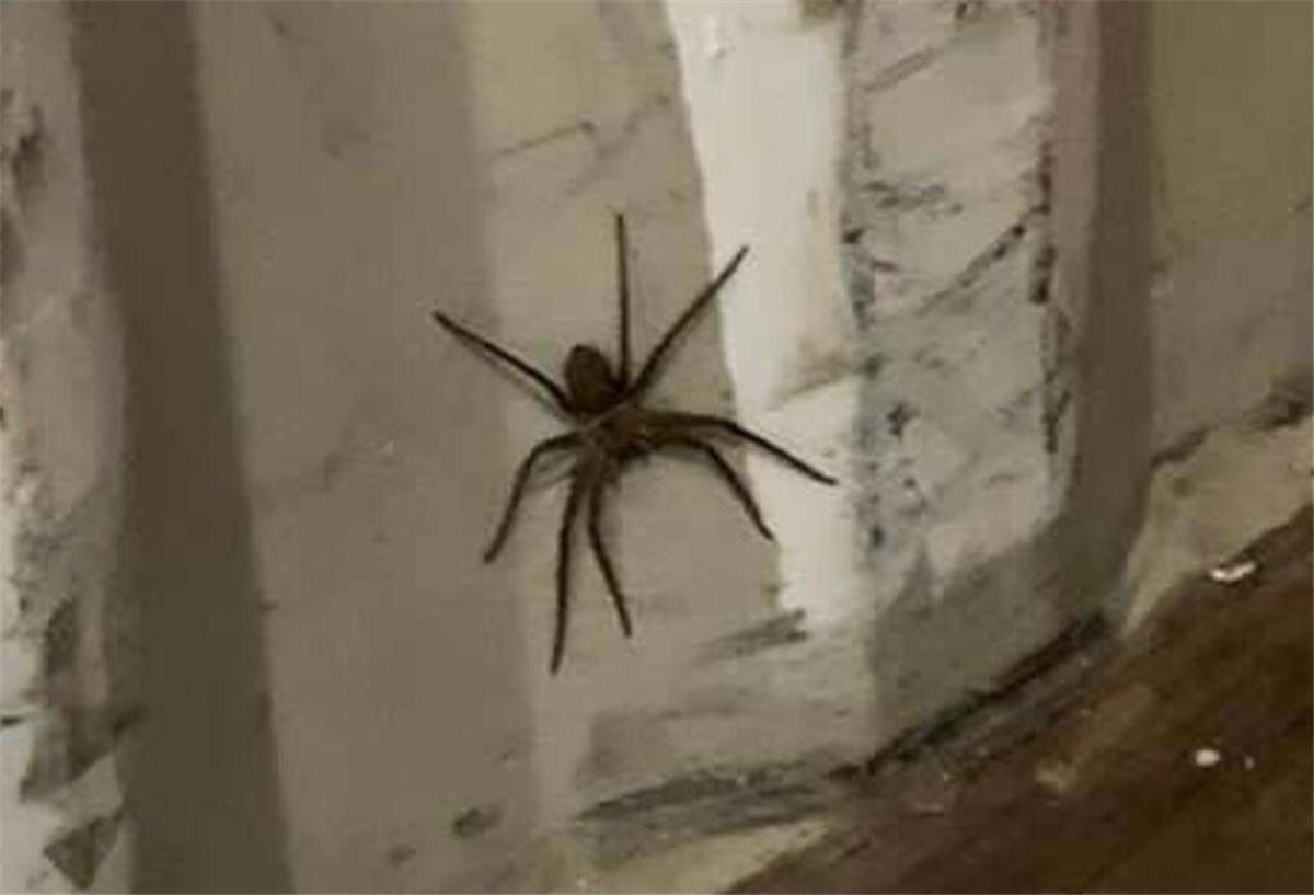 Eine große, schwarze Spinne sitzt auf einer weißen Wand.