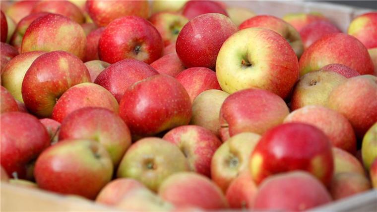 Obstbau-Fachmesse im Alten Land beginnt Äpfel der Sorte Wellant liegen in einer Kiste.