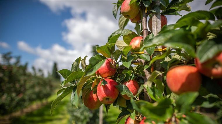 Positive Bilanz der Apfelernte im Alten Land Äpfel hängen auf einem Obsthof im Alten Land am Baum.