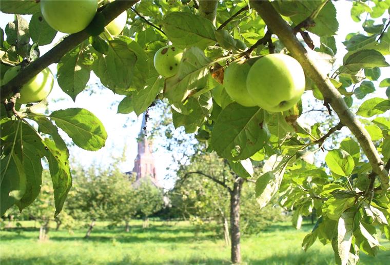 Bürgerverein Burhave: Apfelernte Anfang Oktober findet statt Äpfel im Bürger-Obstgarten in Burhave: Am Freitag, 2. Oktober, und Montag, 5. Oktober, soll ab 17 Uhr gemeinschaftlich gepflückt werden. Die Äpfel werden zu Most verarbeitet und zugunsten des Vereins verkauft.