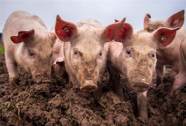 Diese Krankheiten machen Tieren in der Wesermarsch zu schaffen Afrikanische Schweinepest: Ein Ausbruch im Emsland, der mittlerweile beendet ist, hatte auch massive Auswirkungen für die Schweinehalter in der Wesermarsch.
